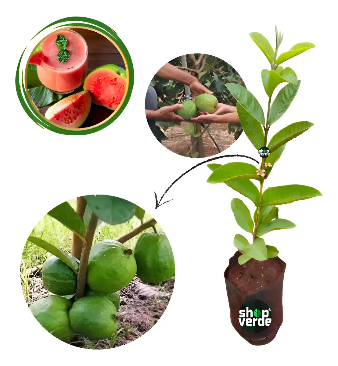 Goiaba Tailandesa Gigante - Já Produz - 50 Cm - Clonada